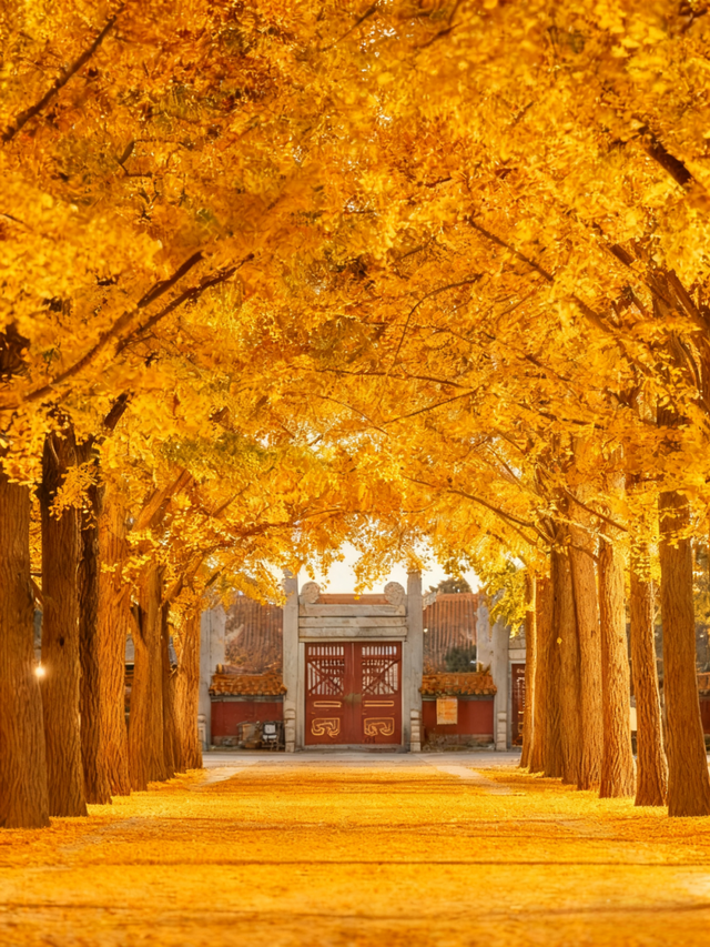 多彩京秋｜最美金秋赏银杏地