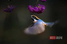 武汉植物园内，摄影爱好者捕捉到小鸟展翅飞翔的精彩瞬间图片
