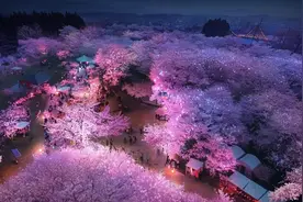 上海首个日夜赏樱乐园！顾村公园图片
