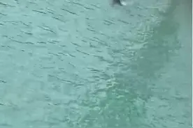 妻子坠江，丈夫跳水营救不幸溺亡 妻子最终获救图片