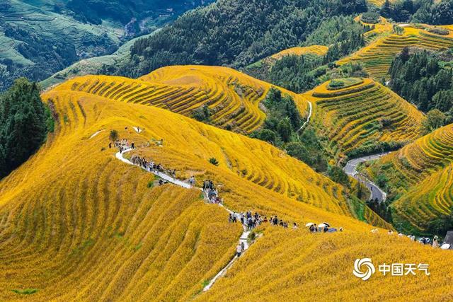 秋之限定：一组图沉浸感受金色满溢的季节