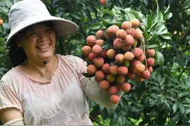 博白县双旺镇：人大助力果农品改 万亩荔枝红满山图片