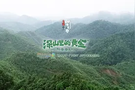 深山里的“黄金”·阳春春砂仁图片