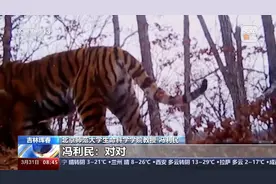 东北虎、东北豹是如何“带娃”的？看看它们的家庭生活日常图片