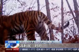 东北虎、东北豹是如何“带娃”的？看看它们的家庭生活日常图片