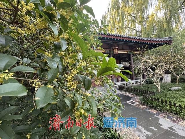 一年四季 泉在济南 | 桂花飘香 沁人心脾