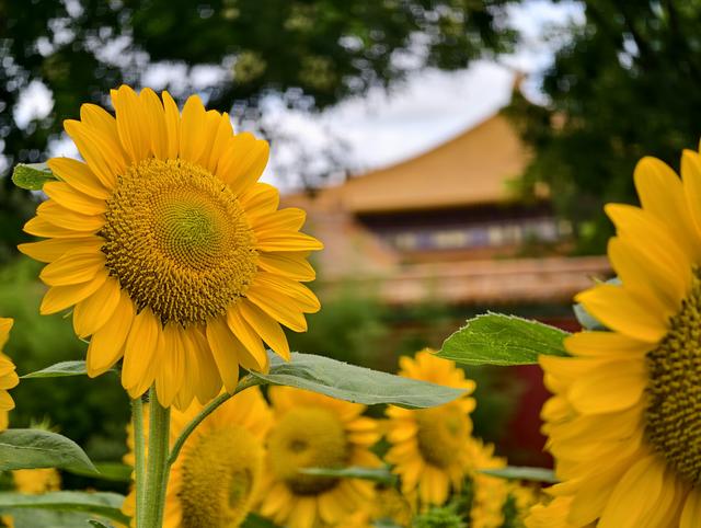 首次亮相！景山公园向日葵花海可深入花丛沉浸式观赏