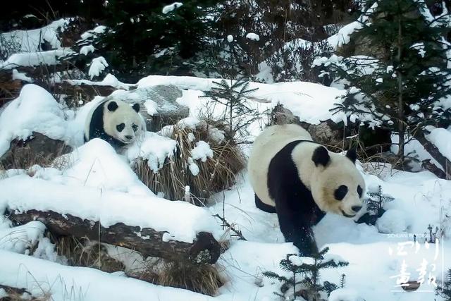 画卷天府·熊猫盛典｜从靠山吃山到养山富山：平武高村乡的生态振兴实践与启示