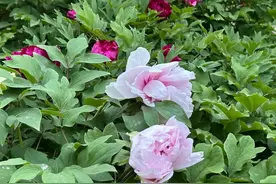 大武汉一日丨武大“花开富贵”刷屏了图片