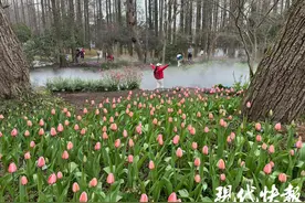 郁金香初绽，南京中山植物园欧洲花卉展开展图片