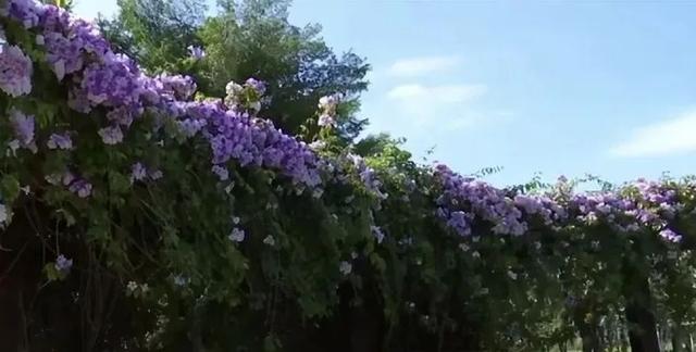 南宁秋日赏花攻略，带你一键解锁这份限定版的秋花图鉴！