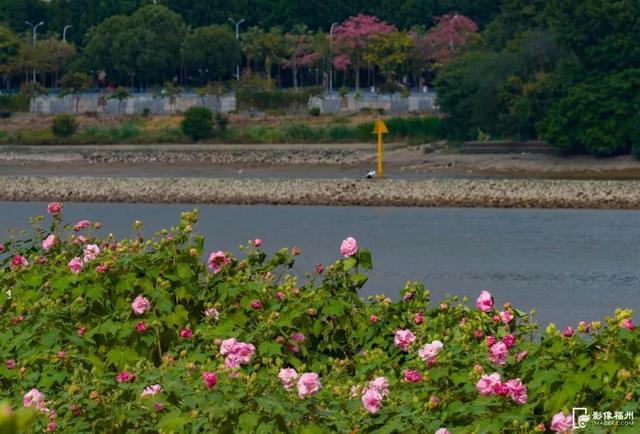 它开了！福州这份冬日浪漫藏不住啦！