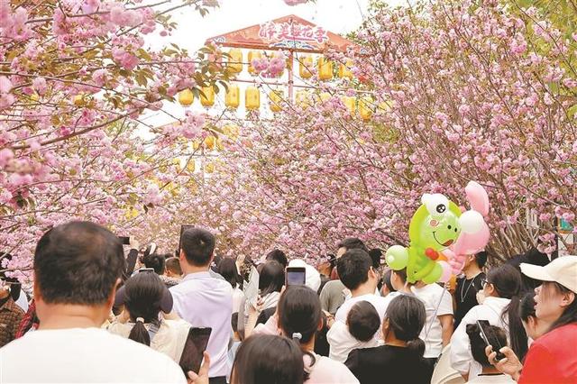 樱花绽放，万人共赏！光明农场大观园首届醉美樱花季火热开启