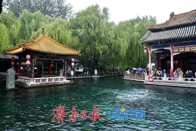 秋分遇秋雨，趵突泉水位七连涨