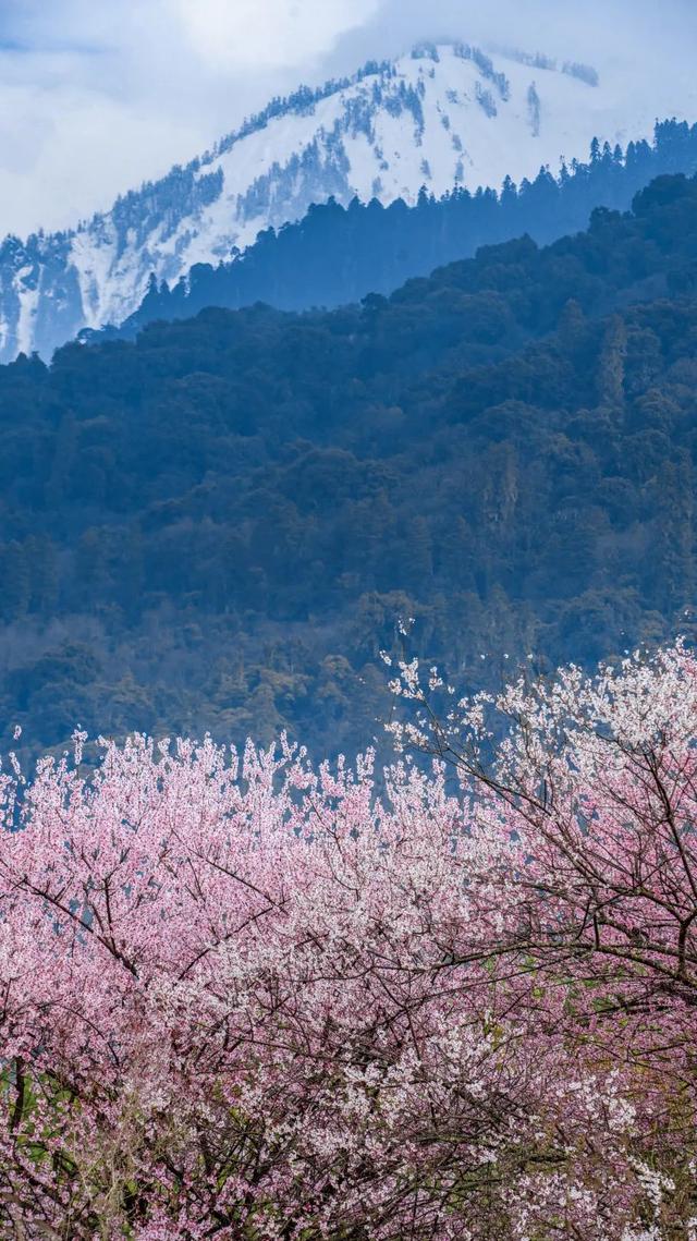 林芝·粉——世界屋脊的桃花源记