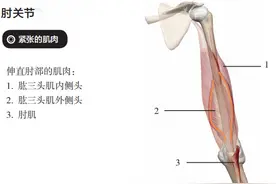 肘关节外侧疼痛、手臂无力怎么办？教你一个自我拉伸锻炼法！图片