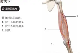 肘关节外侧疼痛、手臂无力怎么办？教你一个自我拉伸锻炼法！图片