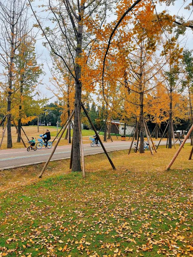 一年一度朋友圈银杏比美时刻，又！来！了！