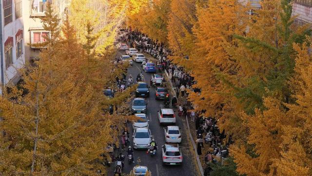 太出片了！昆明文林街变身浪漫银杏大道