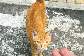 人和猫说话？ 有人历时五年练成“喵语十级”？图片