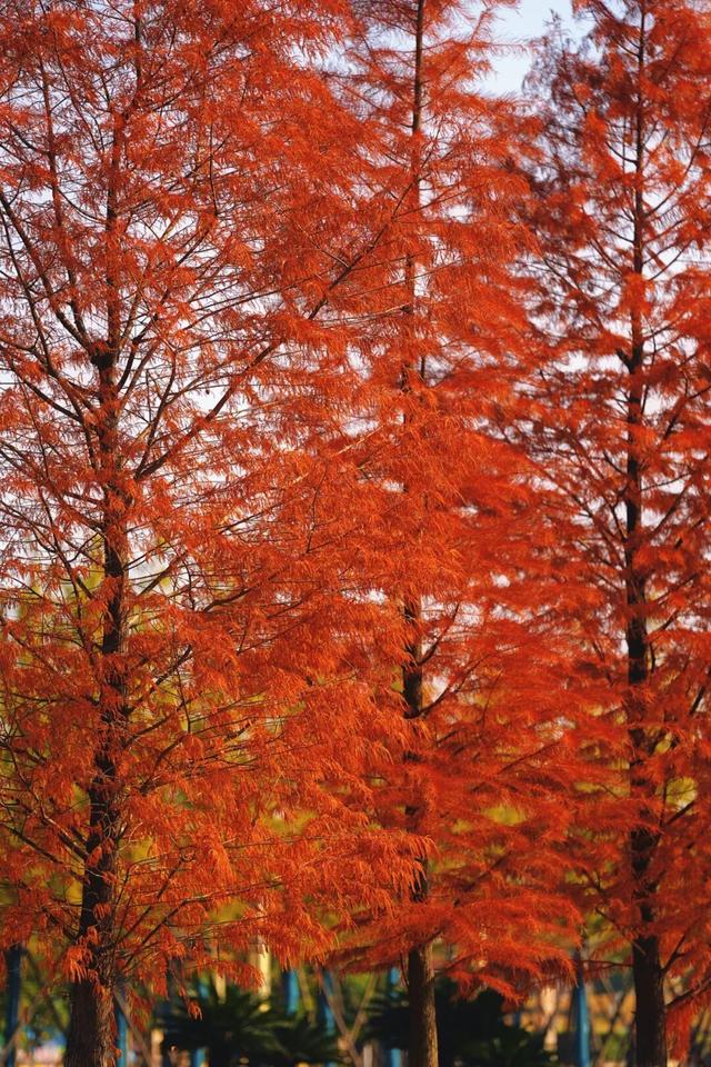 松滋冬日限定“红”，就在稻谷溪