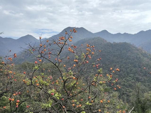 晚潮｜深秋競山柿子红