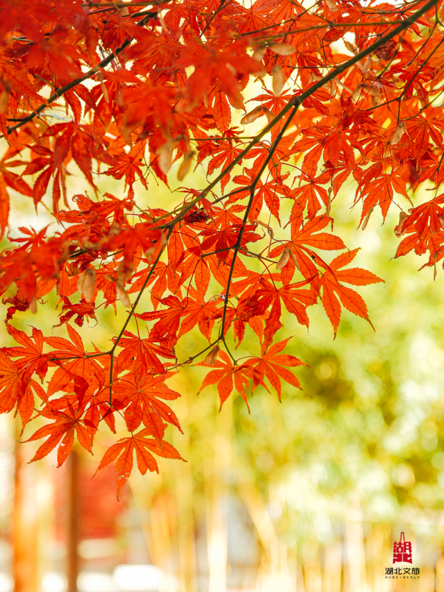 红红红红！红“枫”了！