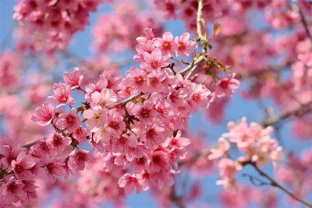 2026年，来红河，赴一场跨越四季的浪漫之约！