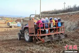 （乡村行·看振兴）山西高平：艾草变身“致富草” 产业铺就振兴路图片
