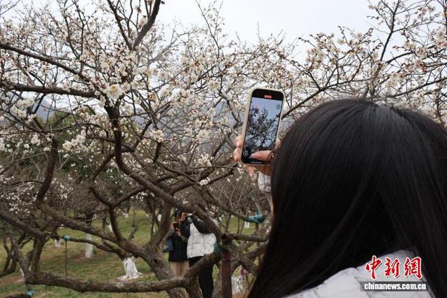 浙江杭州：超山梅花盛开引客来