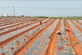 江西永丰：百香果种植绘就“甜蜜图景”图片