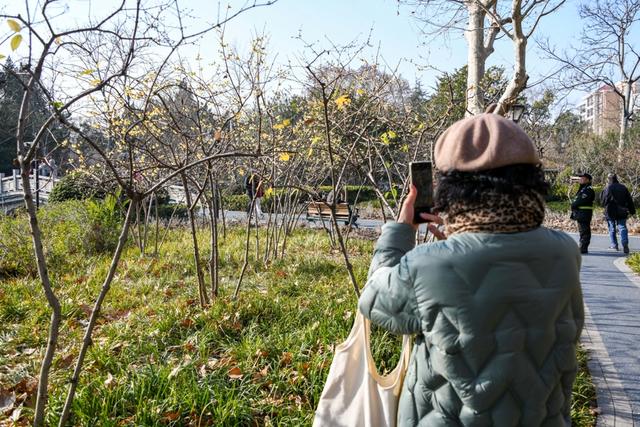 暗香浮动申城冬，闸北公园觅梅踪！