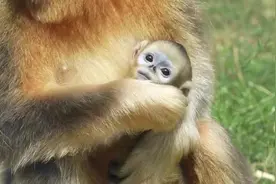 被称为“世界最漂亮的猴子”之一，这个“六一”儿童节，它有没有萌化你的心图片