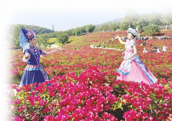 漫山遍野铺繁花 冬游南宁正当时