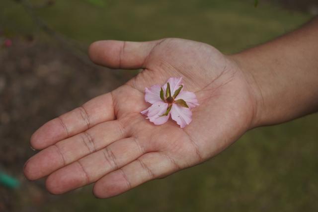 植物园不止失去一个秋天