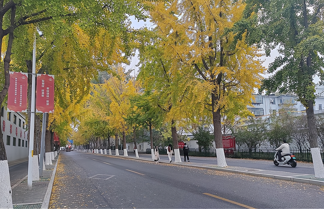 张店秋日限定皮肤：满地金黄不扫，等你来打卡