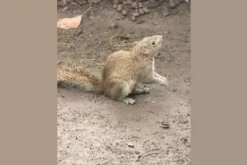 景区回应“杭州西湖一男子拽断松鼠尾巴”图片