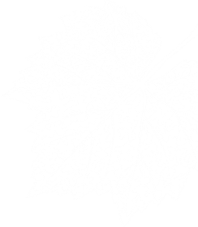 福安枫叶“封神”！宝藏打卡地又＋1