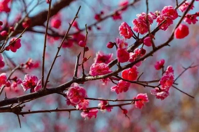 气温直冲20℃！第一波赏花的人已出发