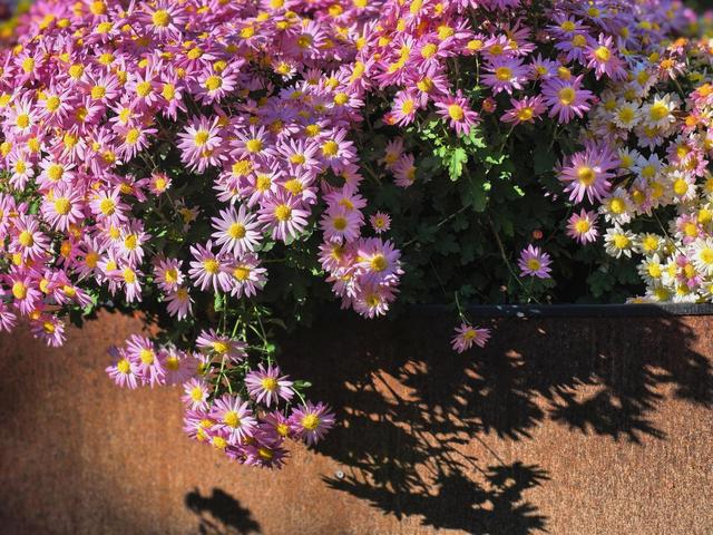 肆意怒放的花，是秋日田野间最热烈的诗