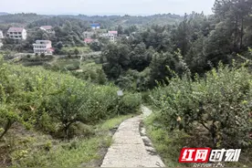 北塔区李子塘村：瓜果飘香铺就乡村振兴“甜蜜路”图片