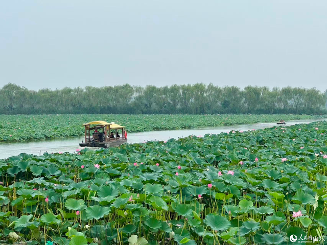 行进中国丨微山湖光焕新景