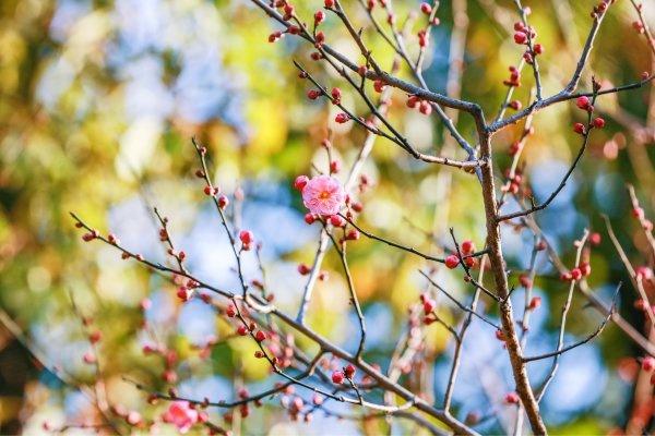 今年的早梅提前一个月开花了！武汉公园梅花与蜡梅同框争艳