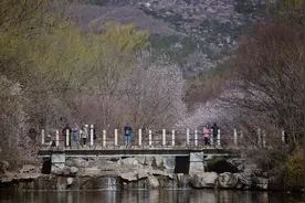 国家植物园山桃花溪进入最佳观赏期，北京桃花观赏季本周六启幕图片