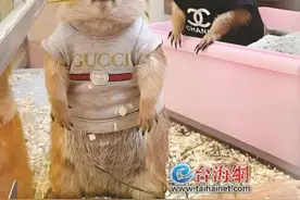 从校园火到异宠市场再到电商平台…… 《哪吒2》热映带火呆萌土拨鼠图片
