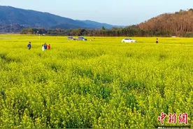 广西南宁：油菜花开惹人醉图片