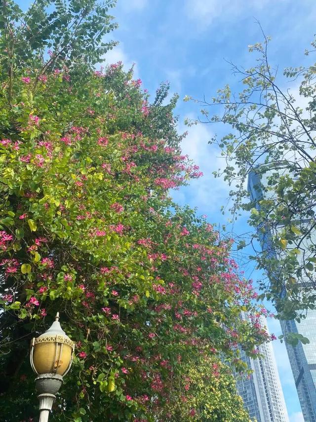 WOW，柳州超多赏秋打卡地，随手出大片！