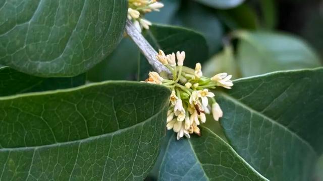 离谱？网友发现，浙江的桂花…又开了！