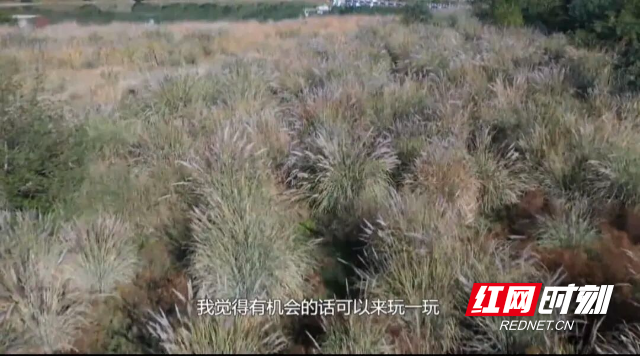 零陵：芦荻花开映潇水 如雪似梦醉游人