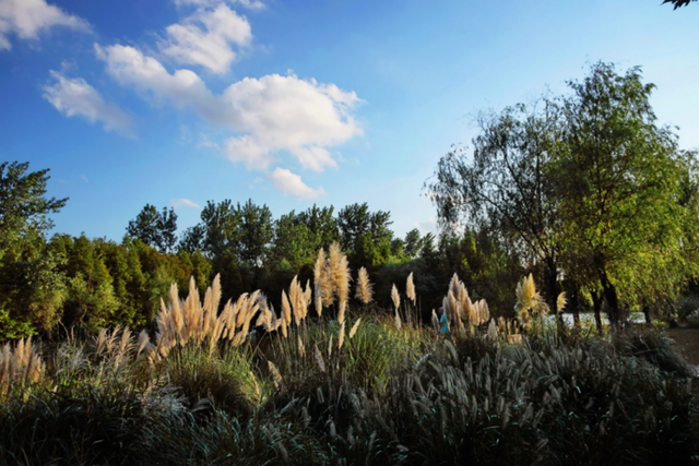 粉色“薄雾”弥漫，荻花飘逸洒脱……申城观赏草进入“最佳赏味期”